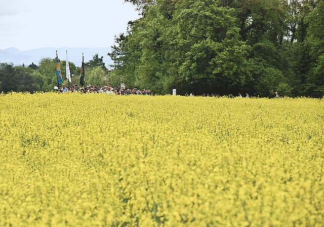Gesäumt von leuchtend gelbem Raps: Die Ganztagesrotte auf dem Weg zum Schlatthof. Foto: Thomas Brunnschweiler