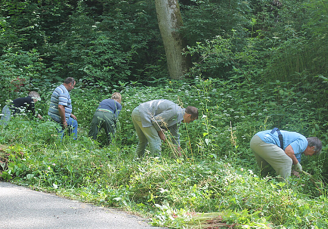 Gemeinsamer Einsatz für mehr Biodiversität: Blauner und Nenzlinger sagten dem Drüsigen Springkraut den Kampf an.   Foto: Dimitri Hofer