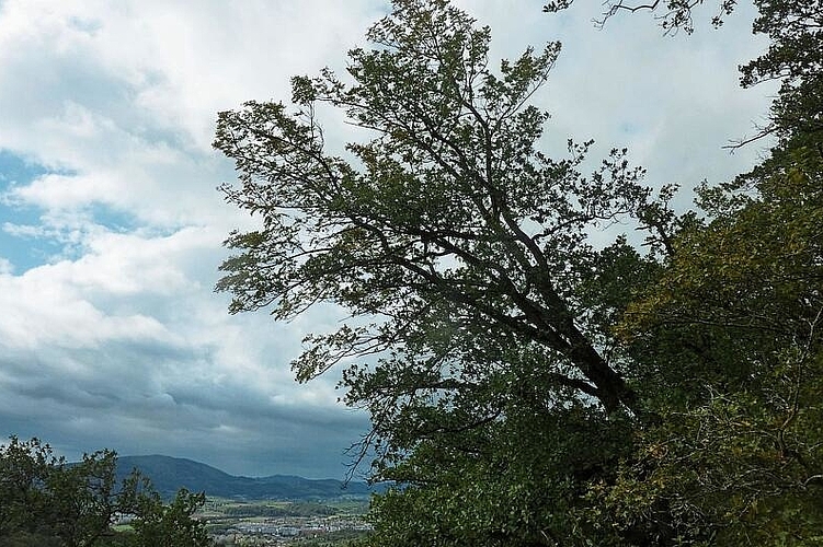 Gross und stark: Die exponierte Lage auf dem Felsvorsprung beim Chilchholz ist für den Speierling bestens geeignet. Foto: ZVG
