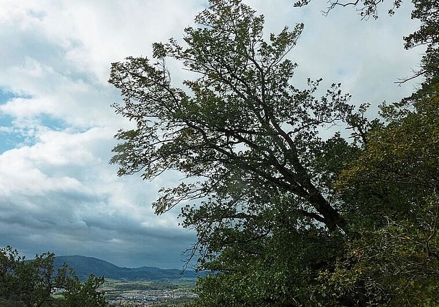 Gross und stark: Die exponierte Lage auf dem Felsvorsprung beim Chilchholz ist für den Speierling bestens geeignet. Foto: ZVG
