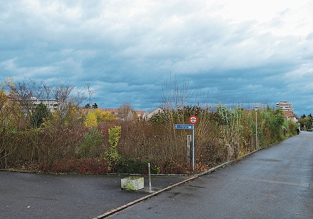 Wildwuchs statt grosser Überbauung: Das Schönenbach-Areal liegt seit Jahren brach. Foto: Kenneth Nars