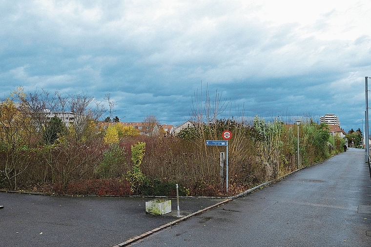 Wildwuchs statt grosser Überbauung: Das Schönenbach-Areal liegt seit Jahren brach. Foto: Kenneth Nars