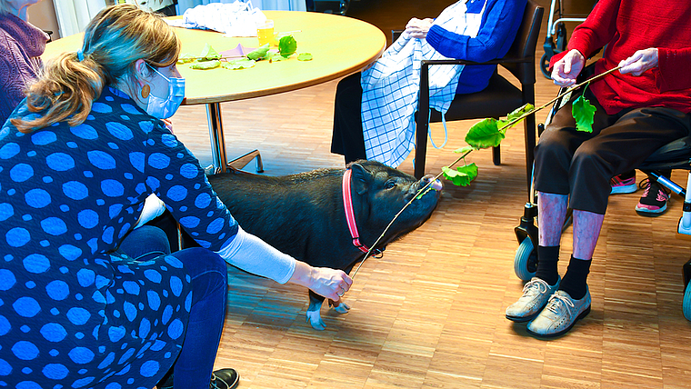 Mensch und Tier: Minischwein Oskar fühlt sich in der «Hofmatt» sauwohl.  Foto: Bea Asper