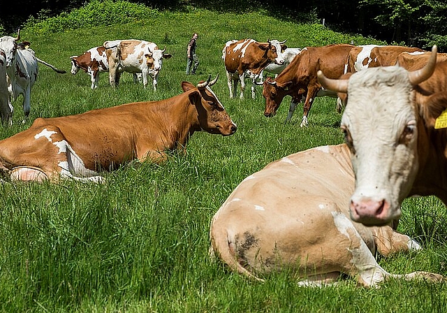 Naturnah: Der Käse auf dem Spitzenbühl wird ausschliesslich aus Milch von behornten Tieren hergestellt. Foto: zvg