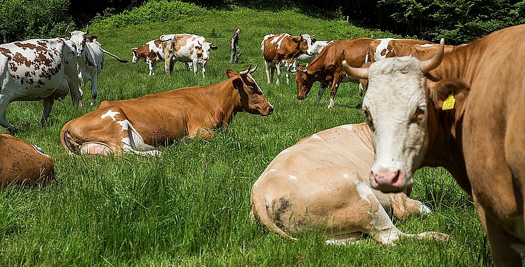 Naturnah: Der Käse auf dem Spitzenbühl wird ausschliesslich aus Milch von behornten Tieren hergestellt. Foto: zvg