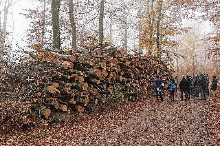 Holz: Beim Behördenrundgang begaben sich die Teilnehmerinnen und Teilnehmer auf Spurensuche. Foto: Heiner Leuthardt