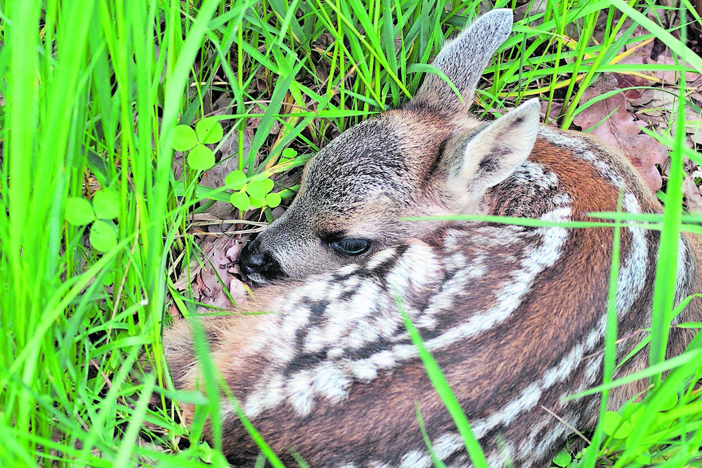 Gut getarnt: Rehkitze werden von ihren Müttern zum Schutz vor Feinden im hohen Gras versteckt. Foto: Symbolbild, Sascha Händle/Pixabay