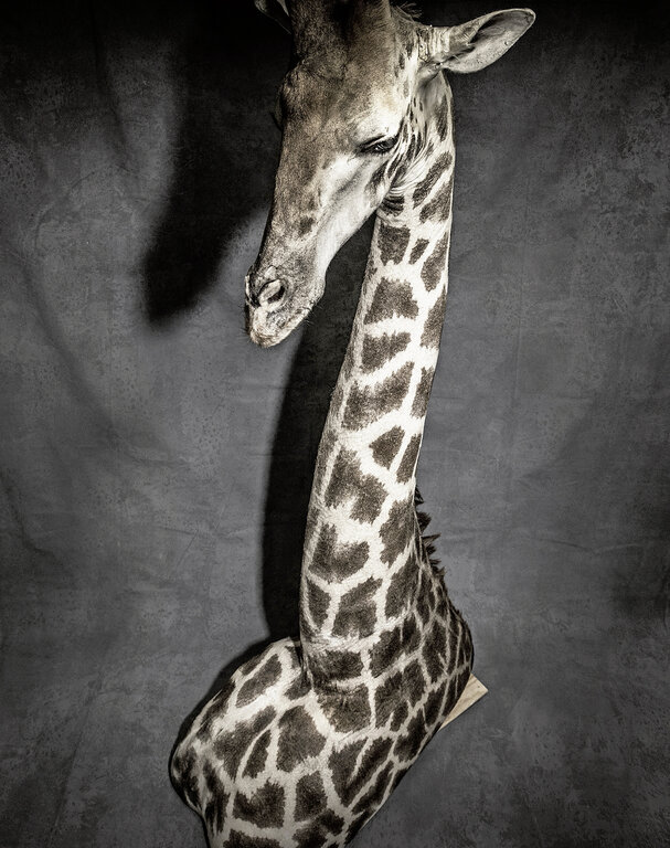 Konfisziert: Der Kopf einer Giraffe – eine Jagdtrophäe.
