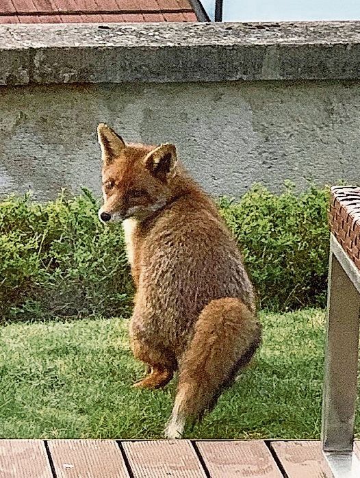 Ganz nah: Eine Dornacherin konnte den schlauen Fuchs mit der Kamera festhalten.
