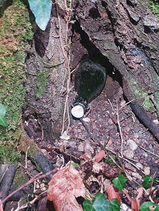 Versteck: In einem Astloch wurde die Flasche gefunden. Foto: Fabia Maieroni
