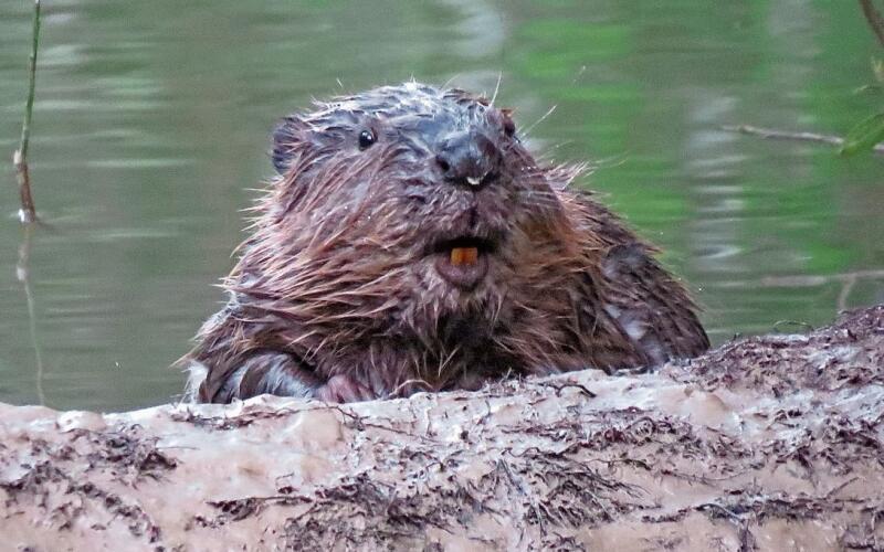 Der Biber: (k)eine Wasserratte. Foto: Pro Natura 
