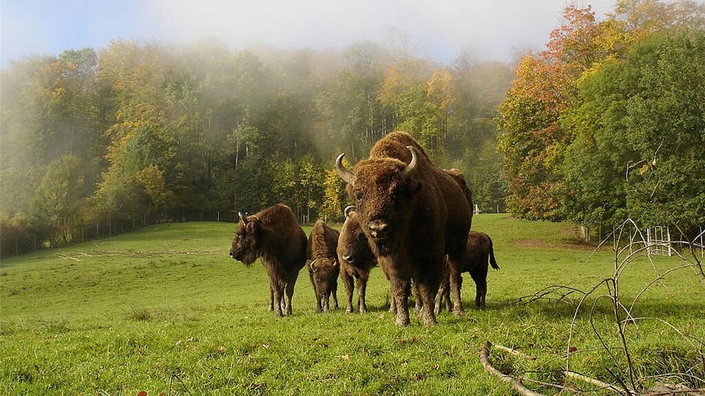 Mächtige Wiederkäuer: Wisenten im Wildnispark Zürich Langenberg. Foto: zvg 