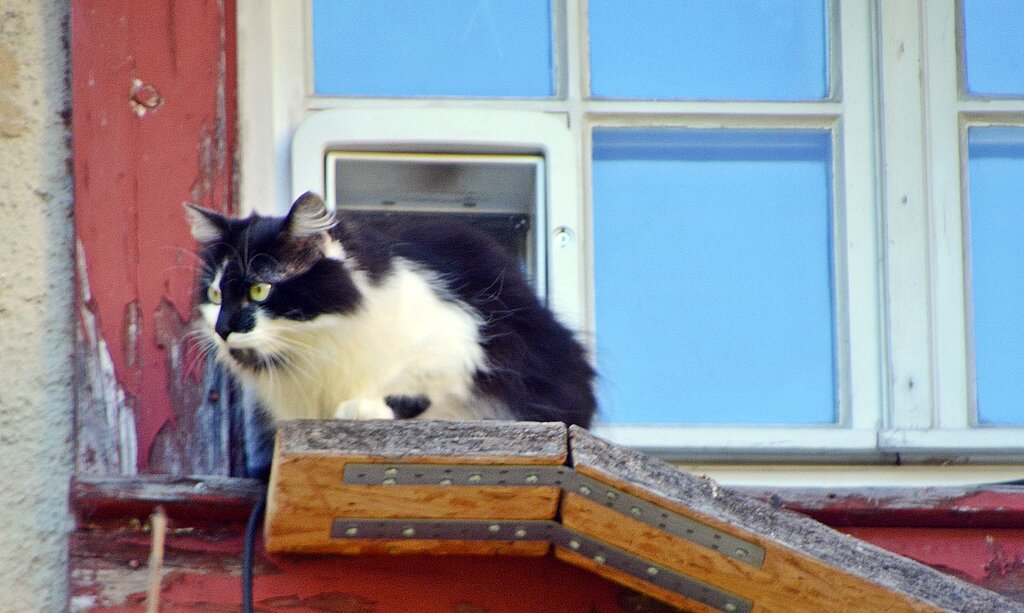 Ein Zaungast in luftiger Schlosshöhe: Spielen die auch was aus «Cats»?