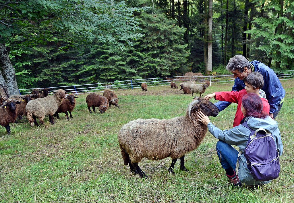 <em>Unermüdliche Landschaftspfleger: </em>Die Walliser Landschafe geniessen die Aufmerksamkeit gleichsam als Lob für ihre wertvolle Arbeit Fotos: Roland Bürki
