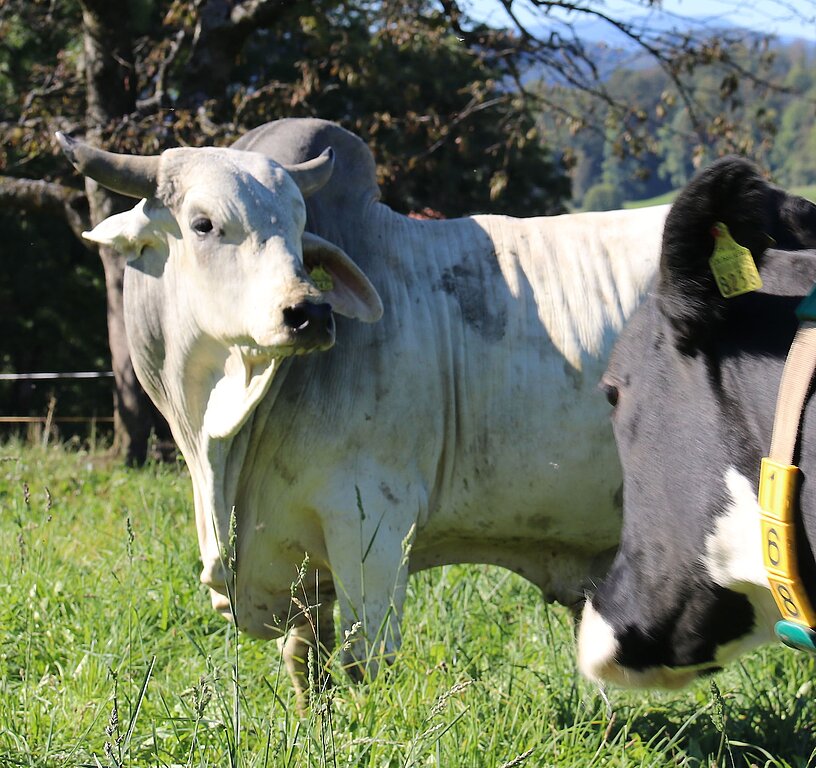 <em>Widerstandsfähige Rasse: </em>Der Brahman-Bulle verträgt auch hohe Hitze sehr gut.<em/>
