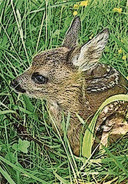 Hat sich im hohen Gras versteckt: 
Ein Rehkitz in Pfeffingen. Foto: zvg